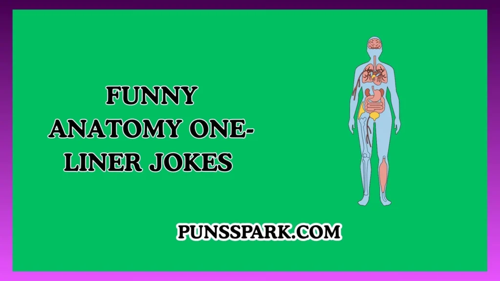 Funny Anatomy One-Liner Jokes – Short & Funny Anatomy Puns