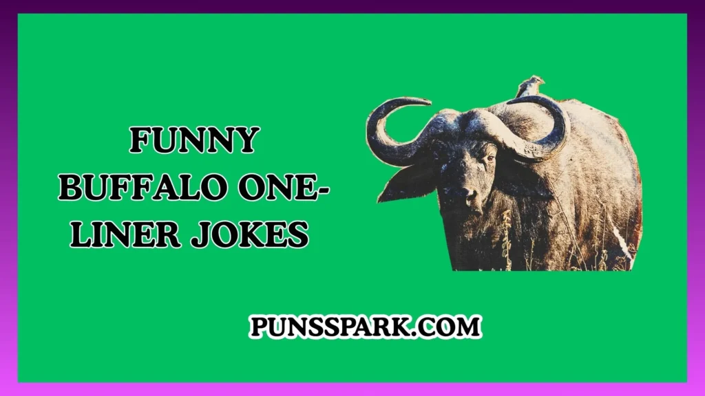 Funny Buffalo One-Liner Jokes – Short & Funny Buffalo Jokes